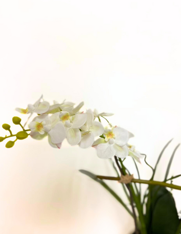 Orquideario con Dos Mini Phalaenopsis Blancas y Follajes Artificiales en Base Tipo Cantera