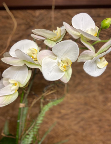 Orquideario con Dos Phalaenopsis Blancas y Follajes Artificiales en Base de Cerámica