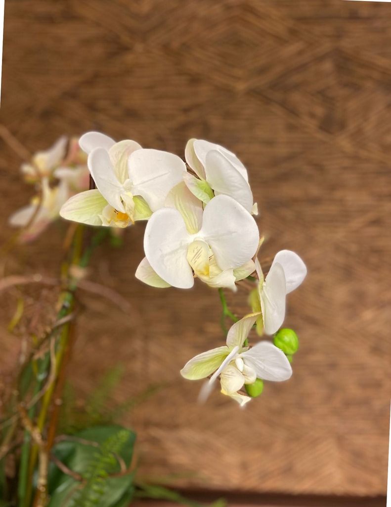 Orquideario con Tres Phalaenopsis Blancas y Follajes Artificiales en Base de Cerámica