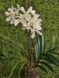 Orquideario Vanda Orchid Artificial en Florero de Vidrio con Agua Acrílica