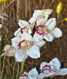 Orquideario 3/4 con Cymbidium Artificial en Base de Vidrio con Agua Acrílica